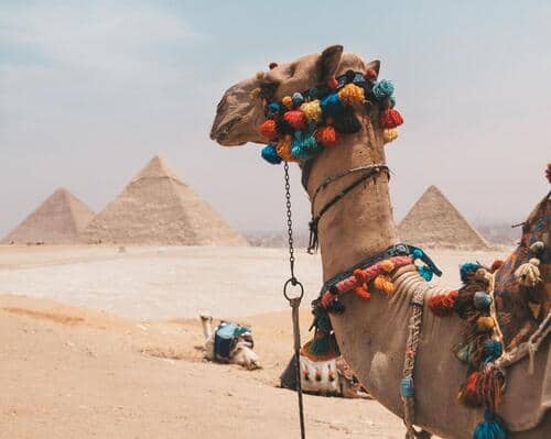 pyramids in Egypt and camel